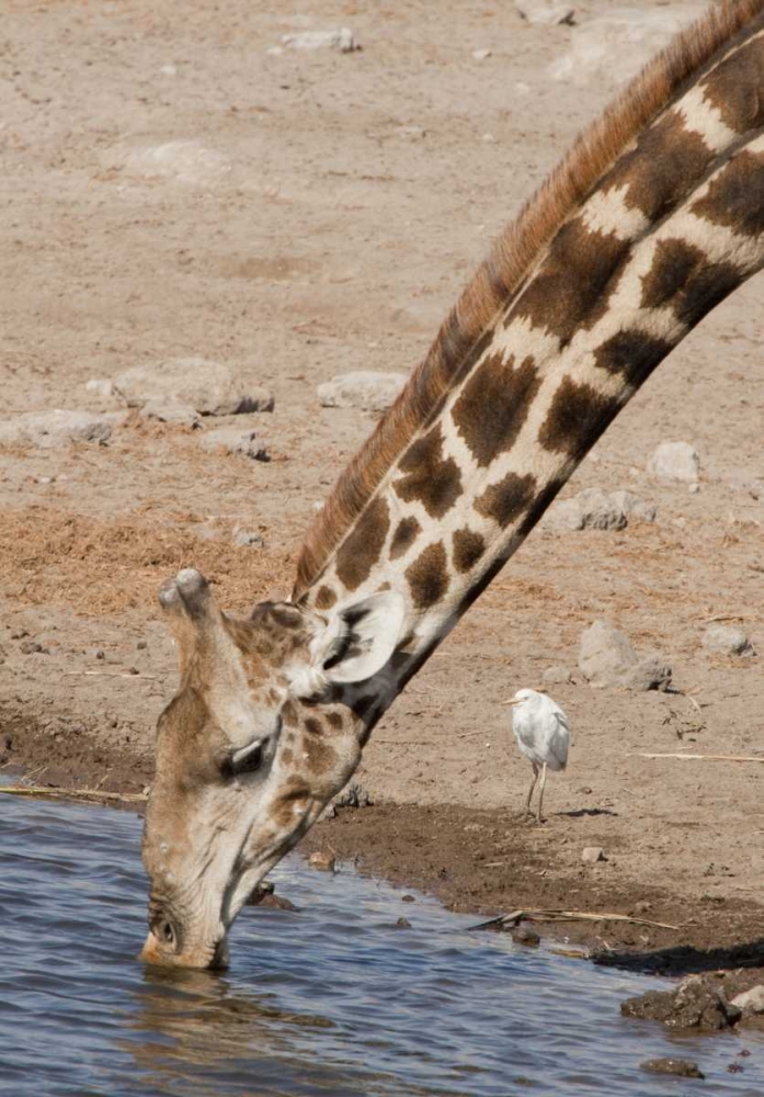 Namibia, Etosha NP Giraffe drinking